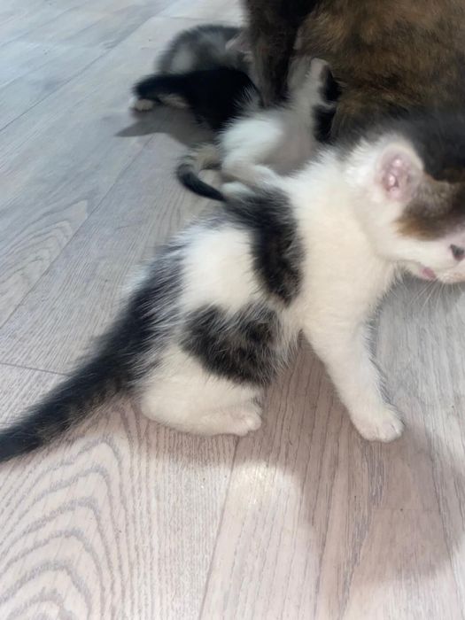 СРОЧНО!! Раздам котят мышеловов