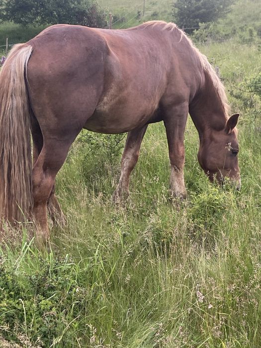 Iapa,cāstrat, mânji