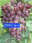 Домашний виноград