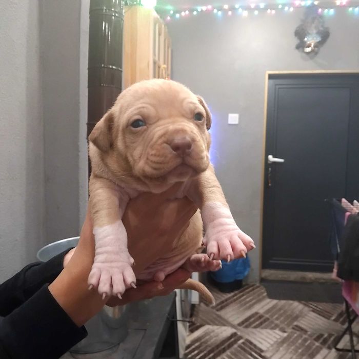 Prodavat se chisto kruvni pitbuli