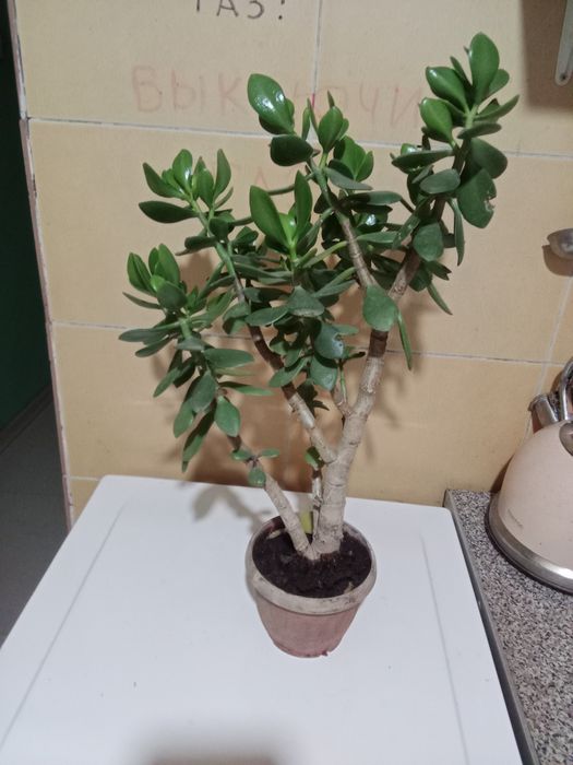 Живое дерево не дорого