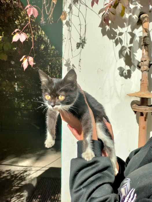 Котенок девочка ищет дом