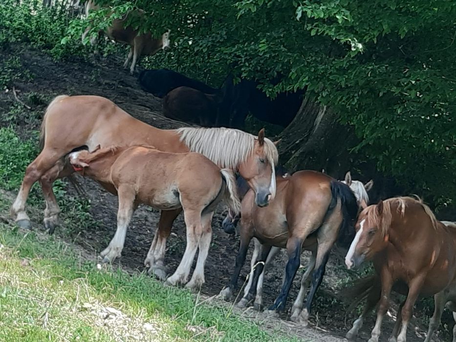 Vând două iepe cu manji