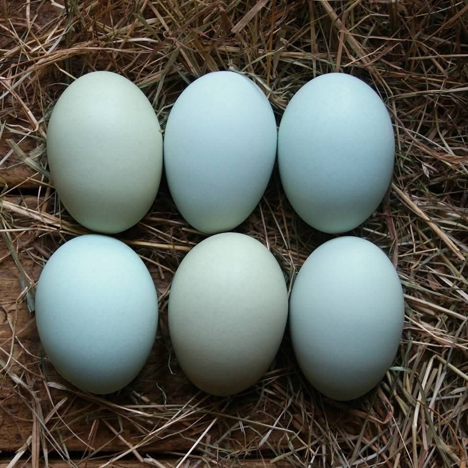 Araucana oua pentru incubatie