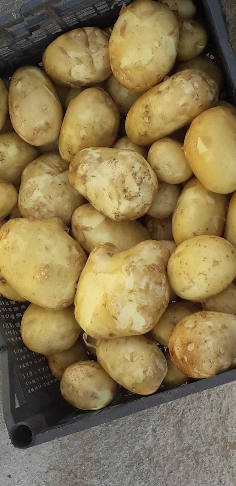 Vând cartofi noi riviera 4T