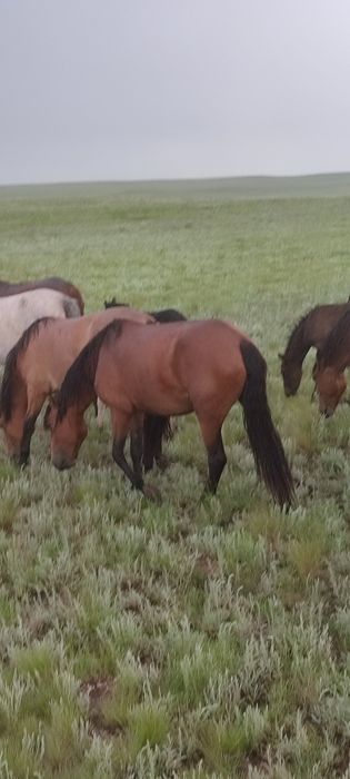 Продам Бие сатам