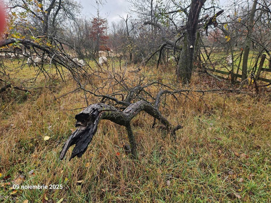 Lemne de vânzare în Pietroșani, județul Argeș.