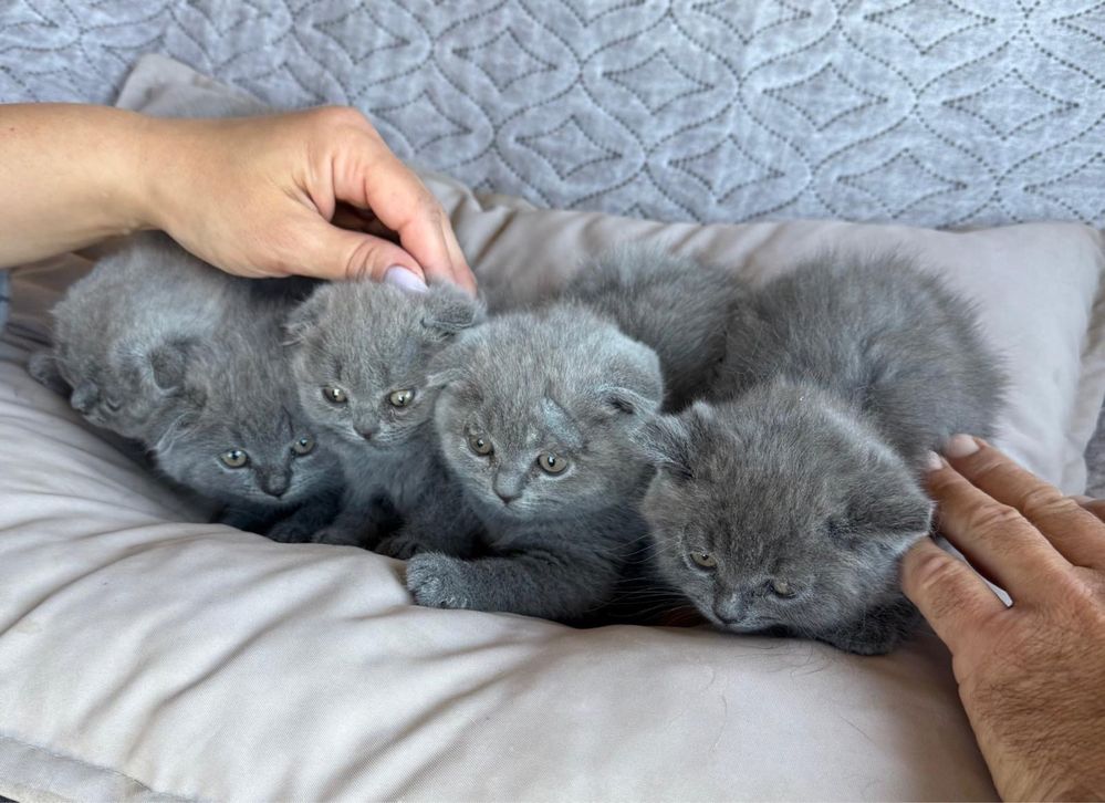 Шотландски късокосмести клепоухи котенца