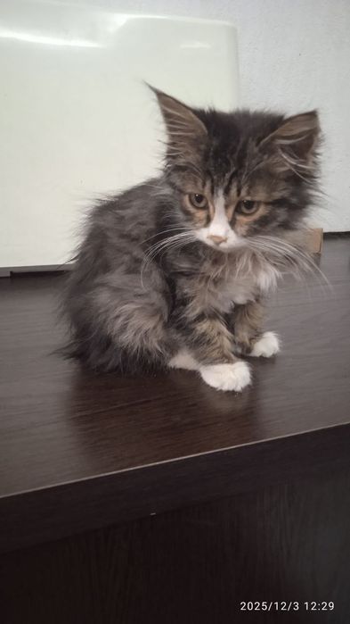 Отдам котенка в хорошие руки, очень ласковый добрый котенок