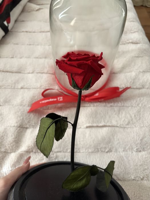 Trandafir criogenat cu cupola