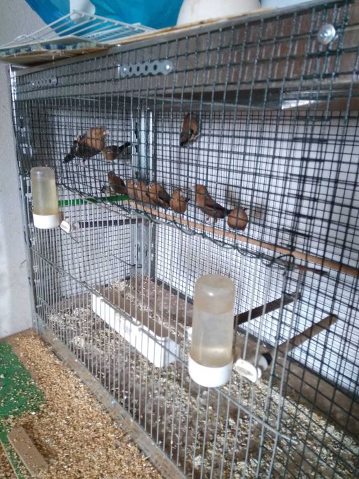 Vand Canari, Pescarusi Japonezi, Papagali Cantatori