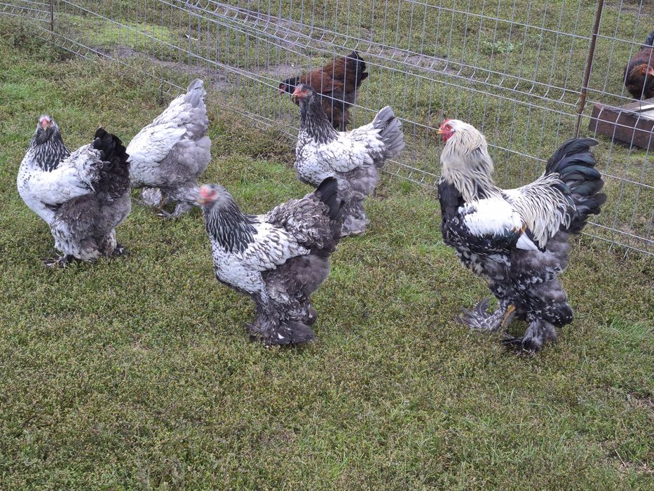 Vând păsări de țară