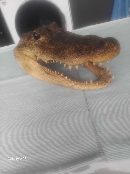 Препарирана глава от алигатор