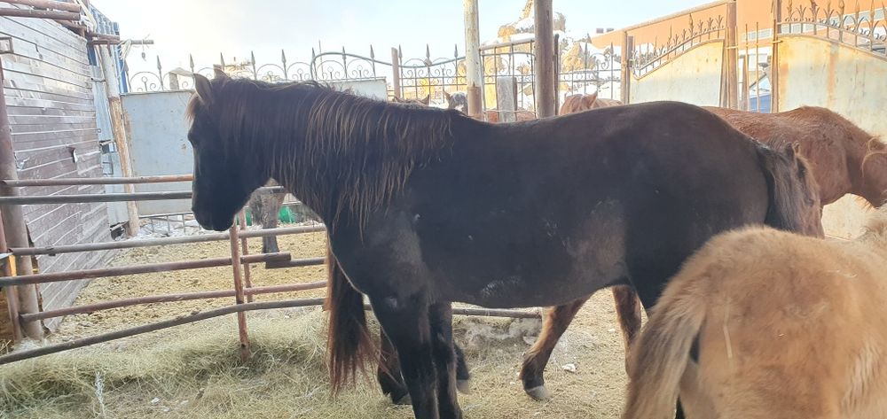 Продам крупную ездовую лошадь !