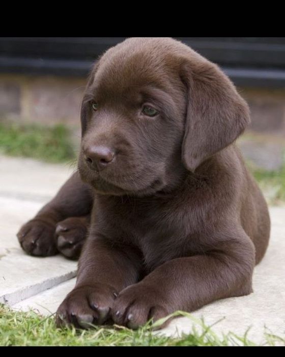 Чистокровный щенок лабрадора