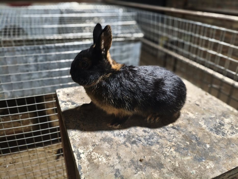 Karlik quon sotiladi