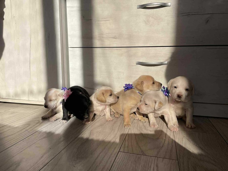 Продават се кокер шпаньол