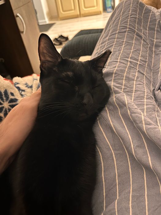 Pisică neagra un an si 8 luni