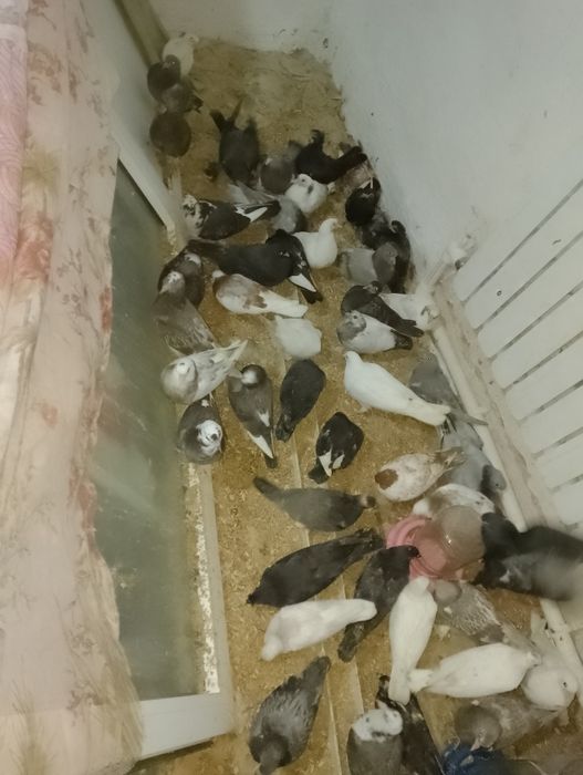 Пискунлар сотилади