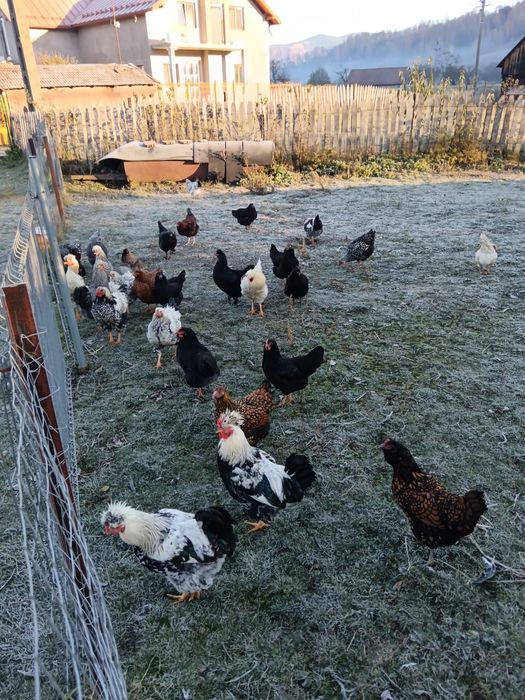 Vând cocoși diferite rase.