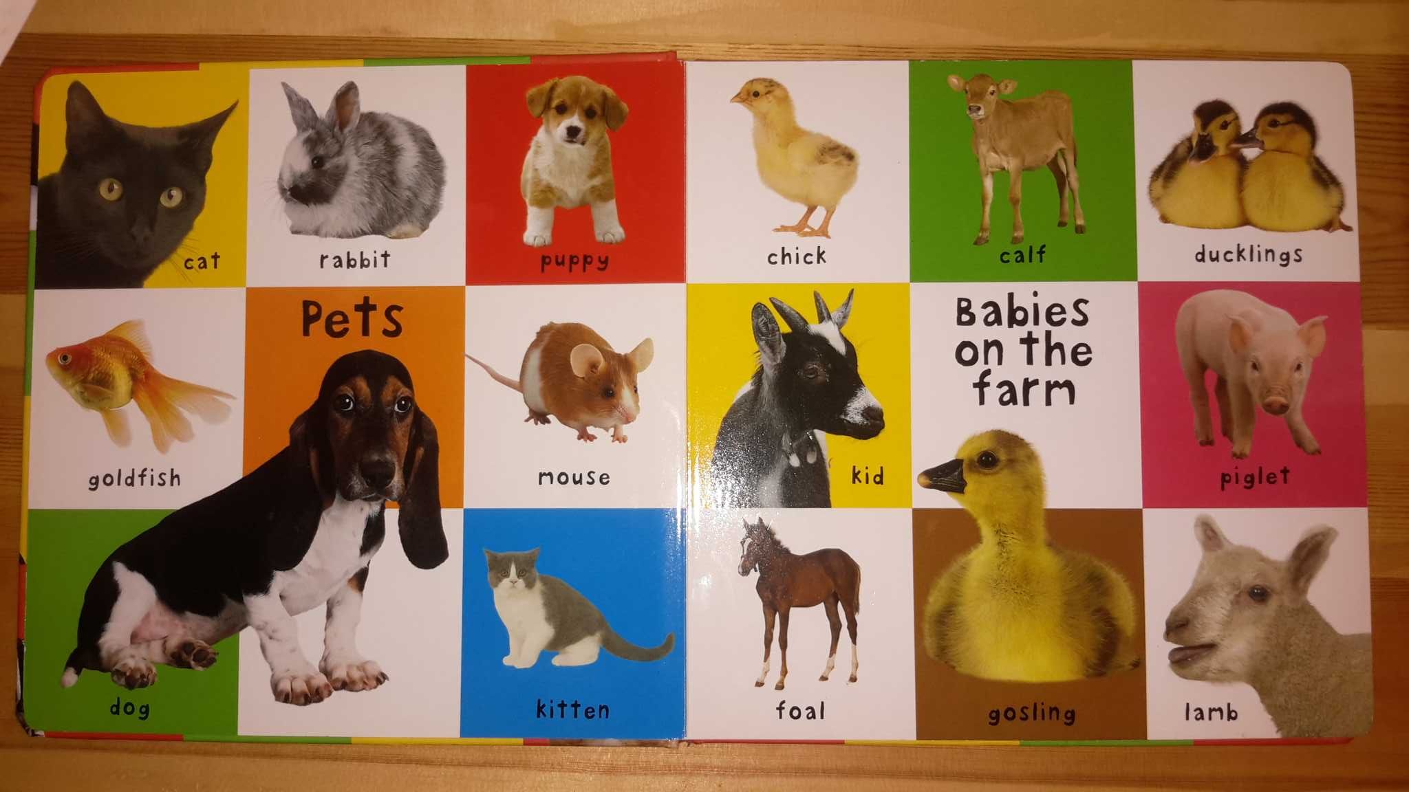 Книга для детей в картинках на английском языке "First 100 animals"