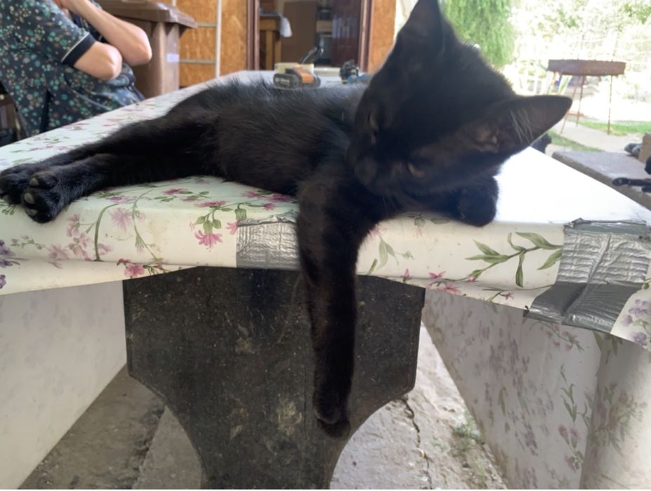 Donez pisoi si pisici 6/9luni