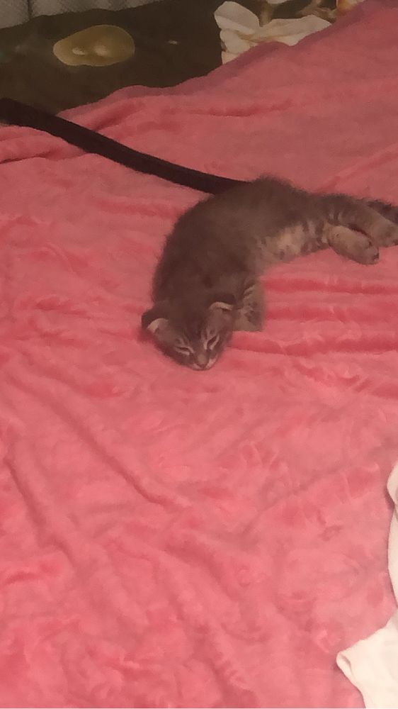 Котенок вислоухий