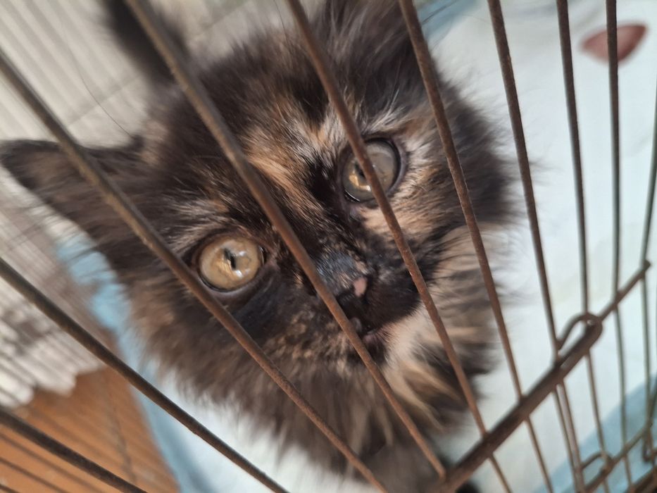 котенок девочка!