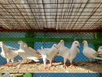 Porumbei voiajori albi de vanzare