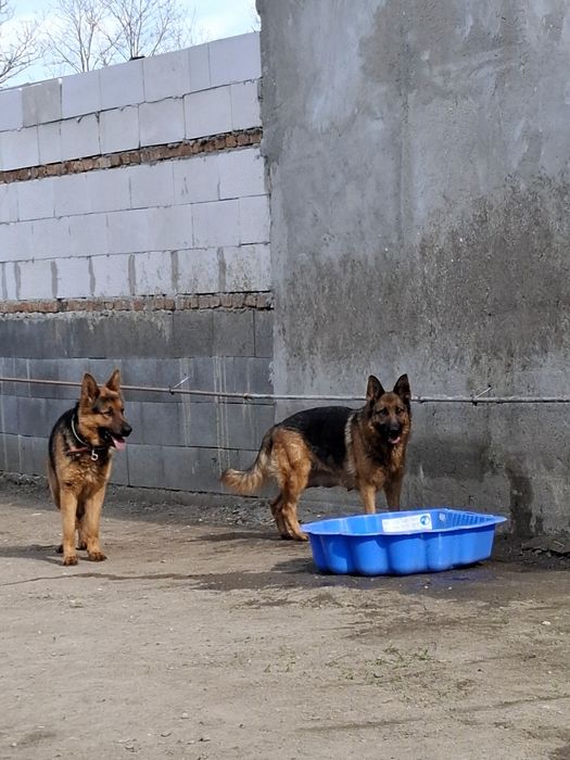 Donez pui ciobănesc german