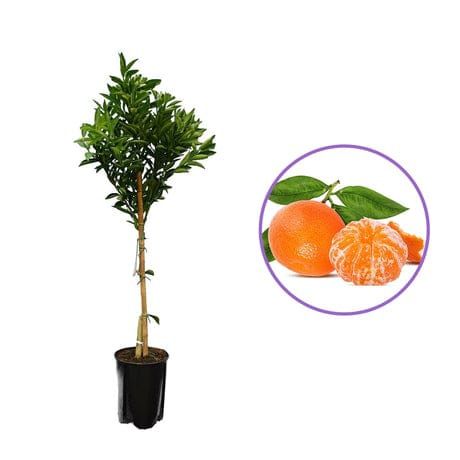 Mandarin la Ghiveci Aclimatizat