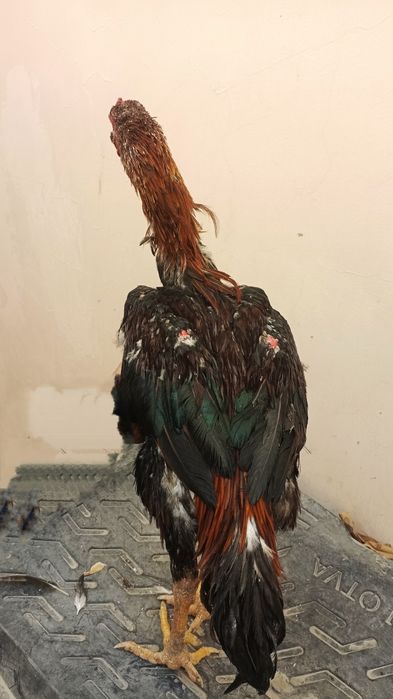 Sotiladi optomga donagayam