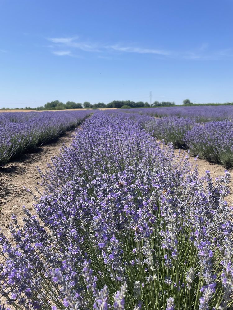Vand floare de lavanda pt distilat