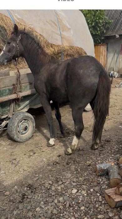 Vând noatin de 1 an și 3 luni din  cai mari  40 mil