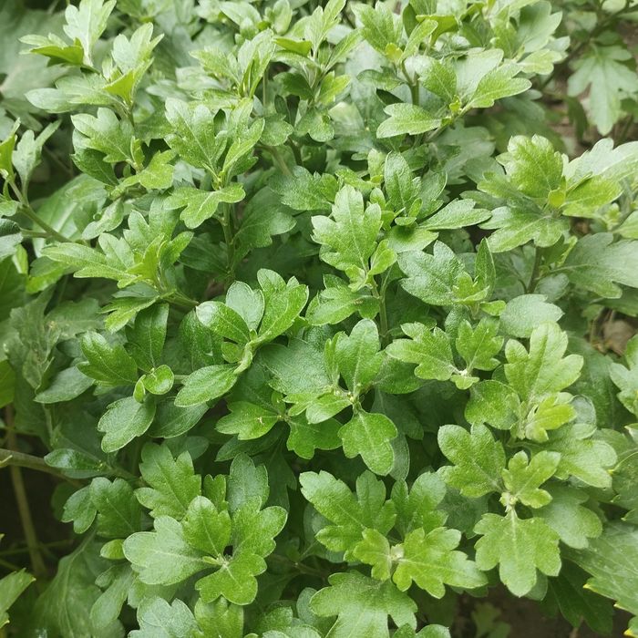 Продам рассаду хризантемы