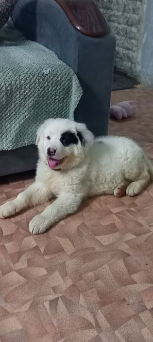 Продам щенка Алабая