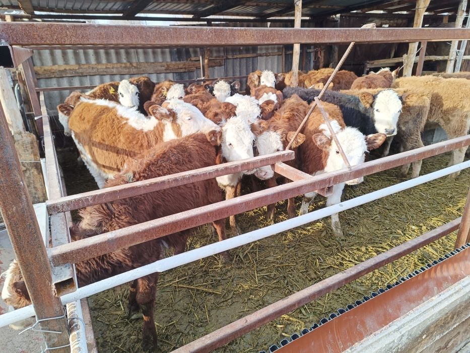 Бұзаулар сатылады