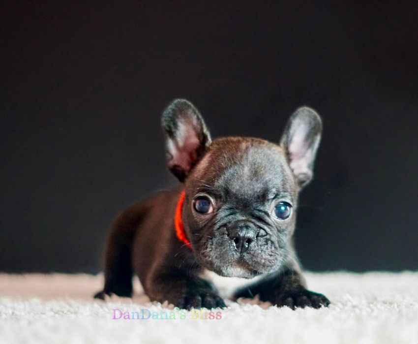 Bulldog francez cu pedigree - fetita