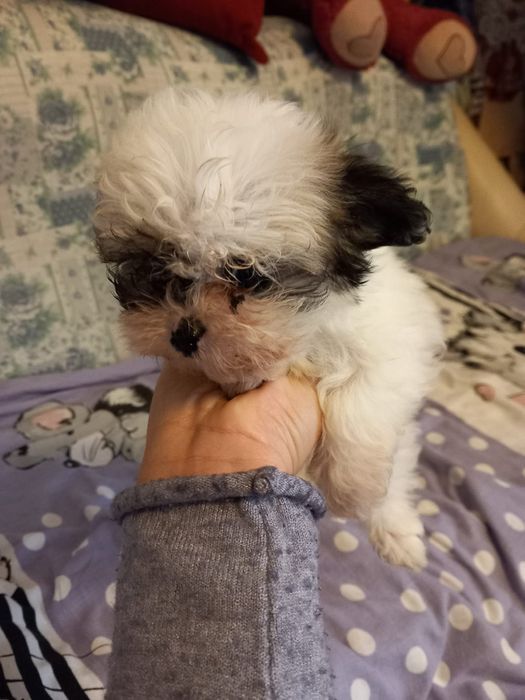 Disponibil bichon foarte drăguț