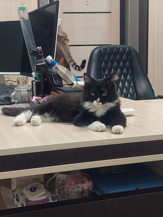 Котенок мальчик очень ласковый