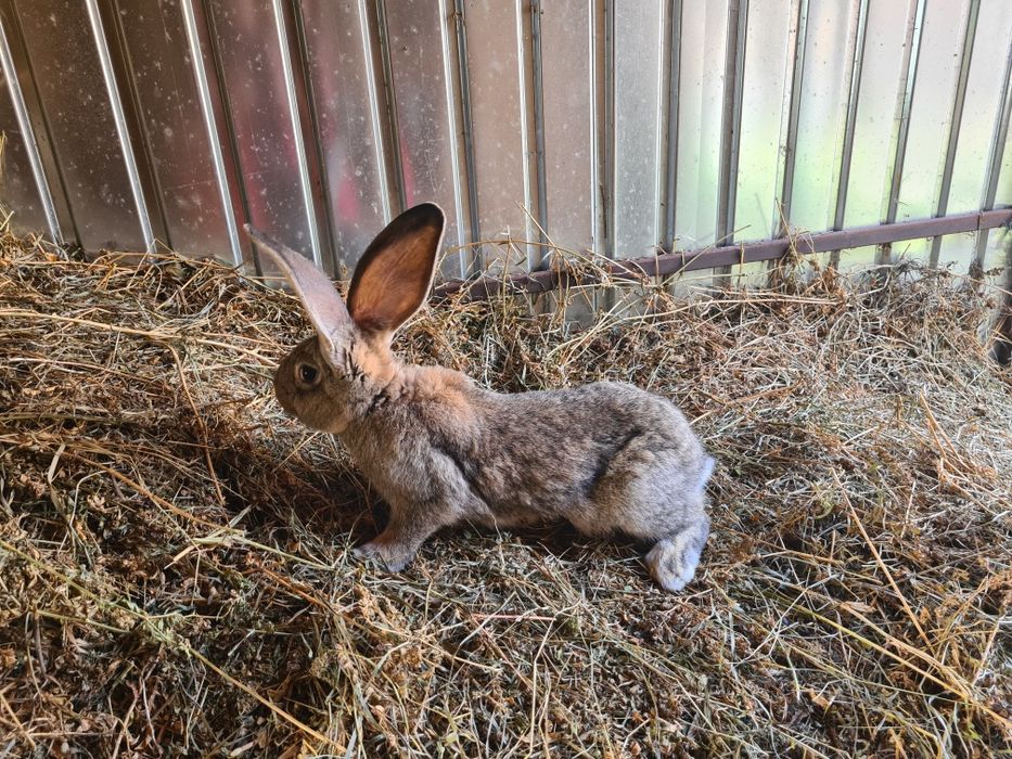 Femela Urias German Gri