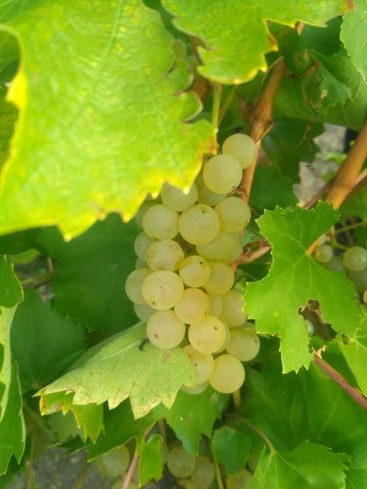 Vând struguri pentru vin (producția a câștigat medalie de aur)
