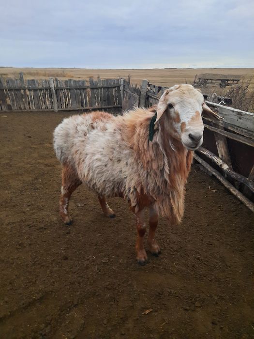 Обменяю кошкара на племя или продам