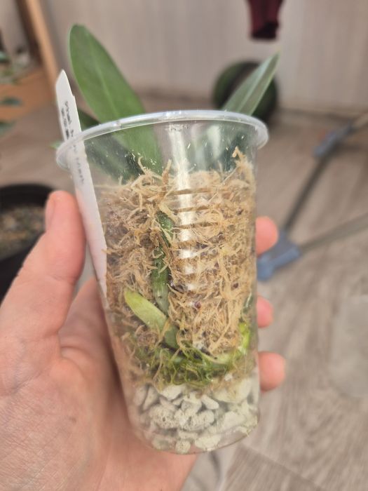 Орхидея Минимарк MiniMark