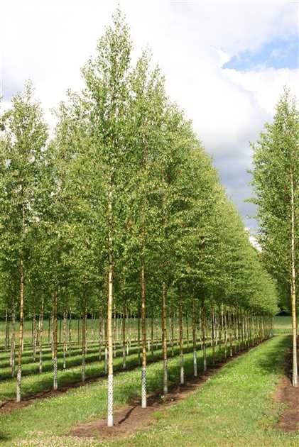 Vand mesteacan ( betula pendula ) cu coaja alba, copaci de umbra