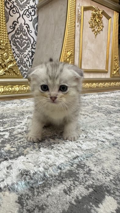 Arzonga seribristiy quloqchasi qaytgan shinshilla mushukcha