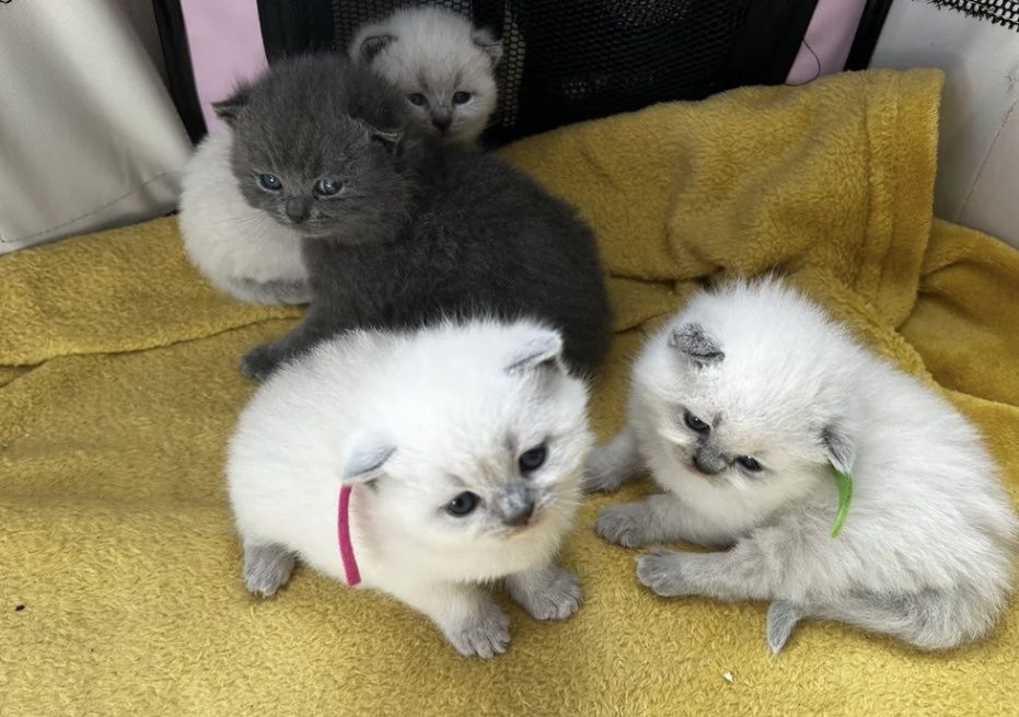 Британска късокосместа