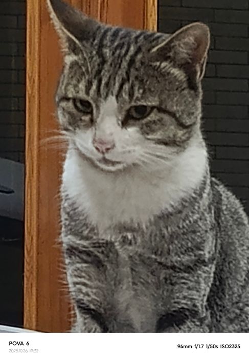 Отдам даром добрый рук