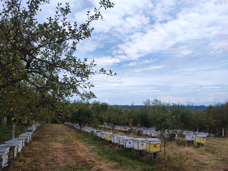 Miere Salcam(3T)/Poliflora/ TEI(6T) Engross