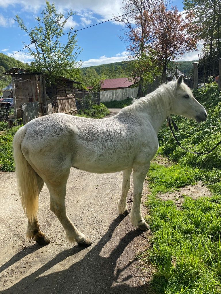 Vând cal, Cărbunești Prahova